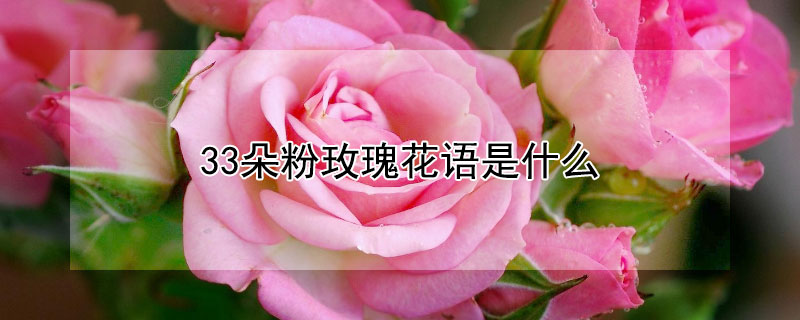 33朵粉玫瑰花語是什麼
