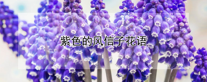 紫色的風信子花語