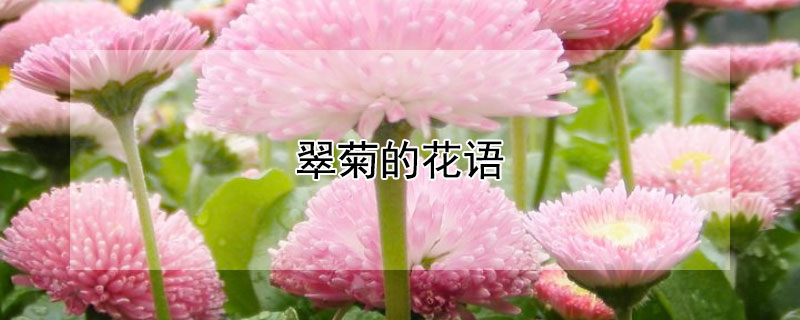 翠菊的花語