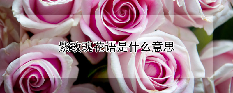 紫玫瑰花語是什麼意思