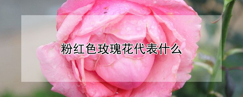 粉紅色玫瑰花代表什麼