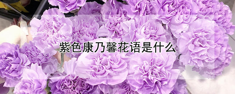 紫色康乃馨花語是什麼