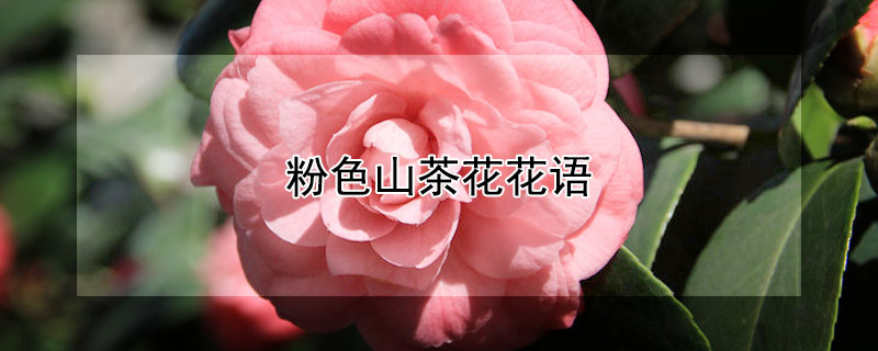 粉色山茶花花語