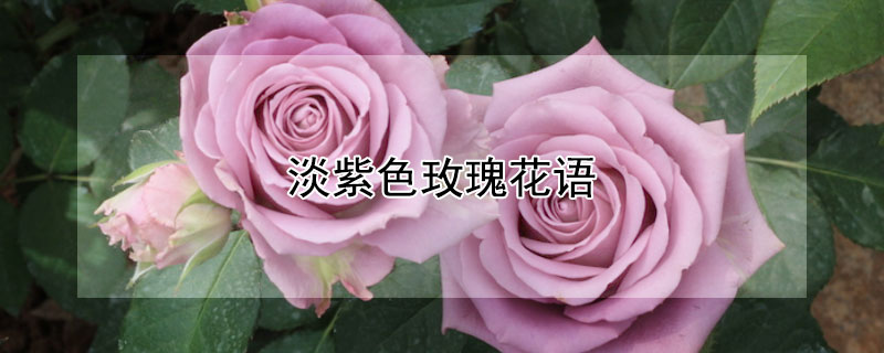 淡紫色玫瑰花語