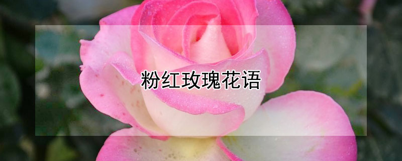 粉紅玫瑰花語