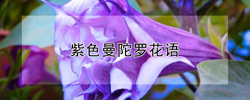 紫色曼陀羅花語
