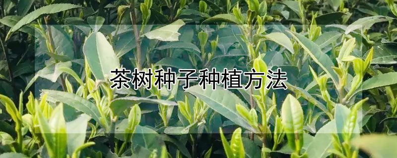 茶樹種子種植方法