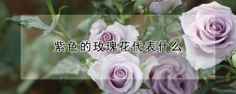 紫色的玫瑰花代表什麼