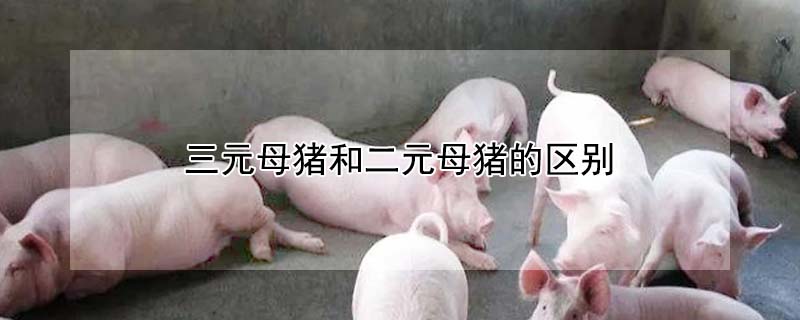 三元母豬和二元母豬的區別