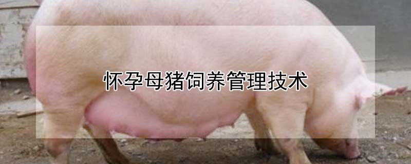 懷孕母豬飼養管理技術