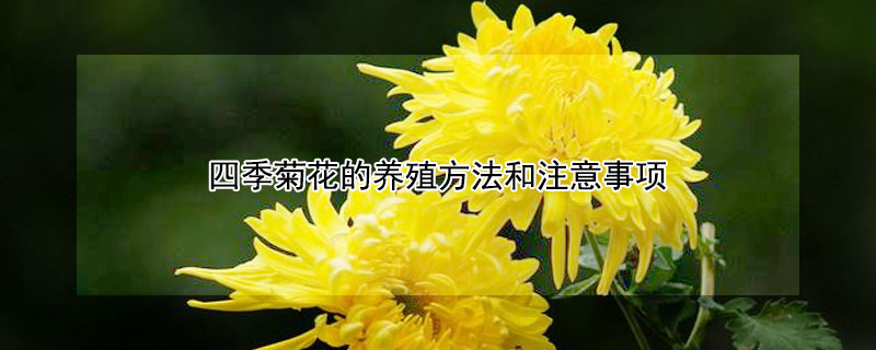 四季菊花的養殖方法和注意事項