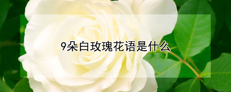 9朵白玫瑰花語是什麼