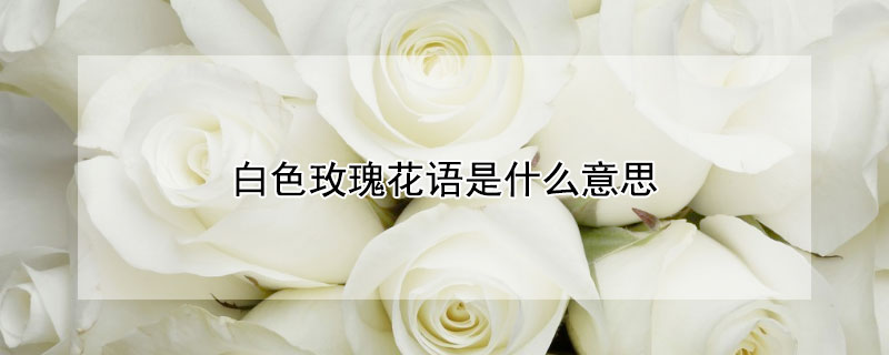 白色玫瑰花語是什麼意思