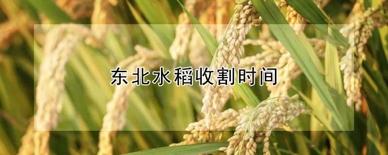 東北水稻收割時間