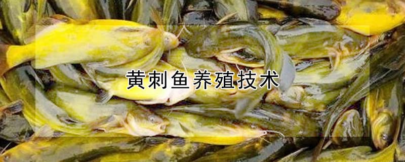 黃刺魚養殖技術