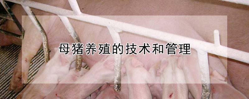 母豬養殖的技術和管理