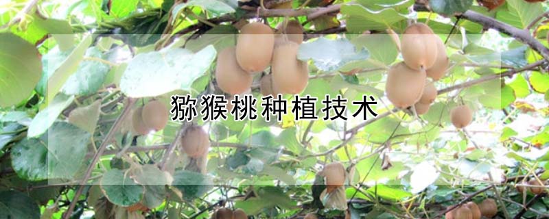 獼猴桃種植技術