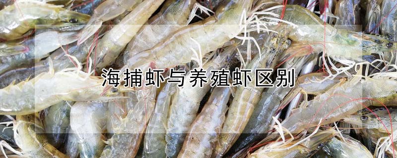 海捕蝦與養殖蝦區別