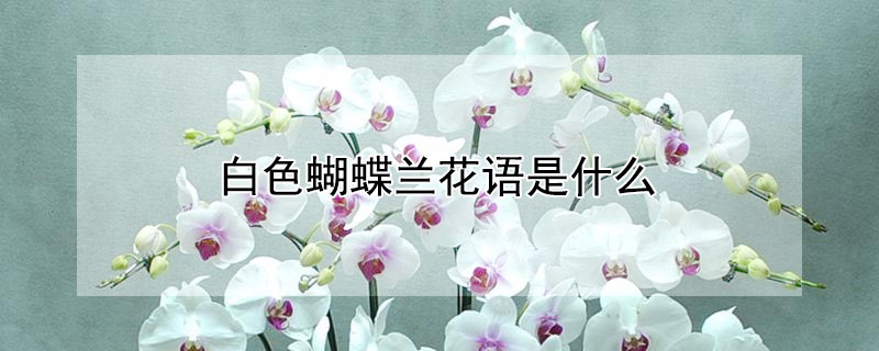 白色蝴蝶蘭花語是什麼
