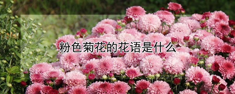 粉色菊花的花語是什麼