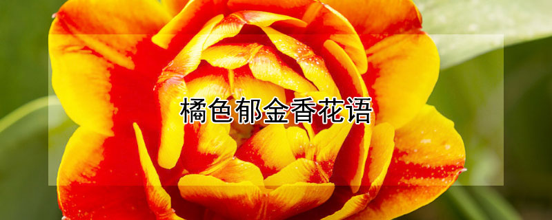 橘色鬱金香花語