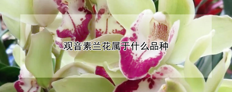 觀音素蘭花屬於什麼品種