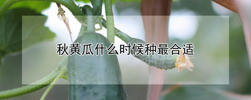 秋黃瓜什麼時候種最合適