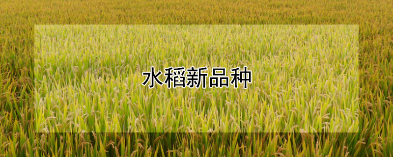 水稻新品種