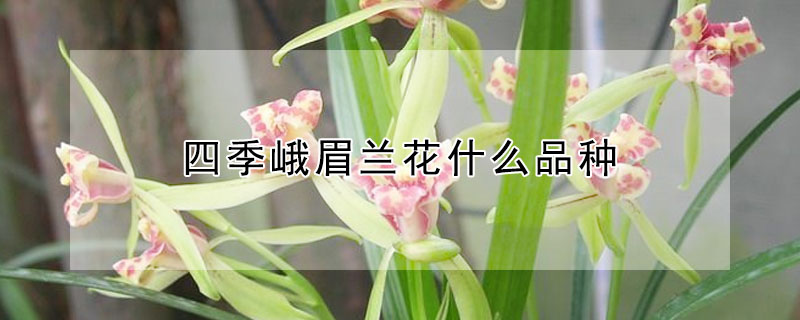 四季峨眉蘭花什麼品種
