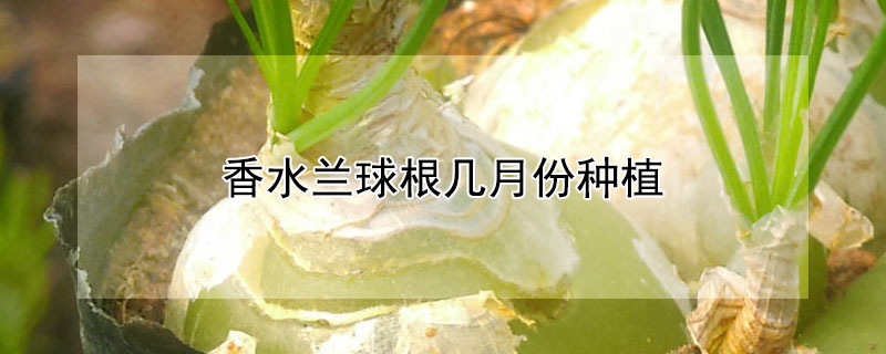香水蘭球根幾月份種植