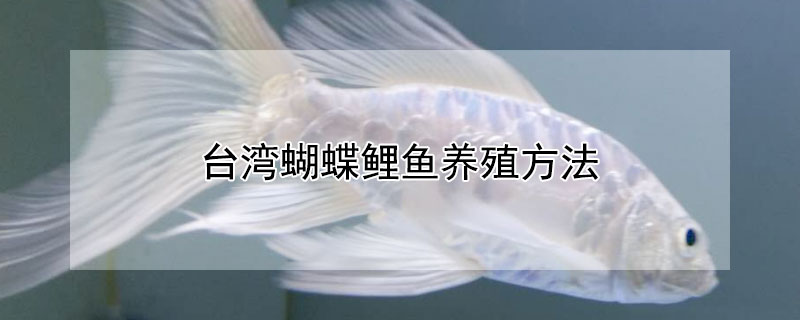 台灣蝴蝶鯉魚養殖方法