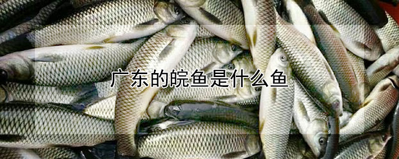廣東的皖魚是什麼魚