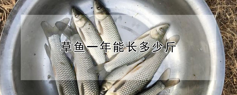 草魚一年能長多少斤