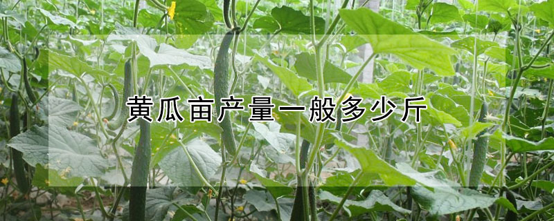 黃瓜畝產量一般多少斤