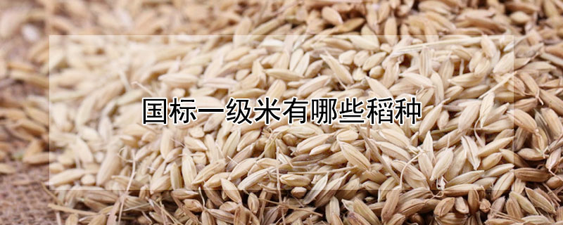 國標一級米有哪些稻種