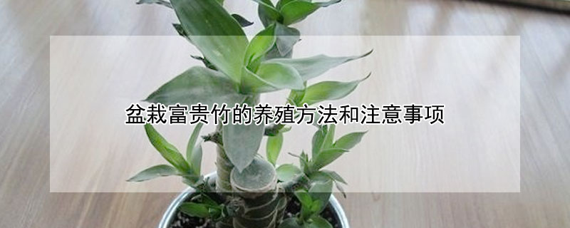 盆栽富貴竹的養殖方法和注意事項