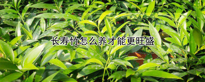長壽竹怎麼養才能更旺盛