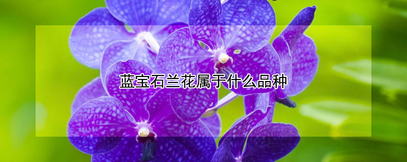 藍寶石蘭花屬於什麼品種