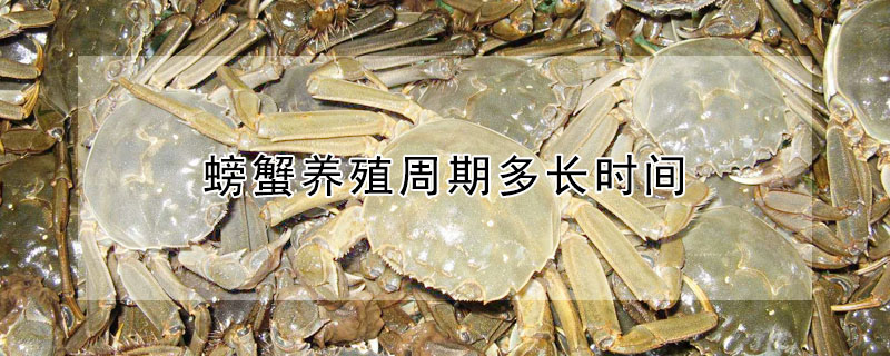 螃蟹養殖周期多長時間