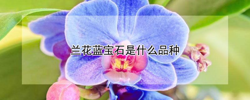 蘭花藍寶石是什麼品種