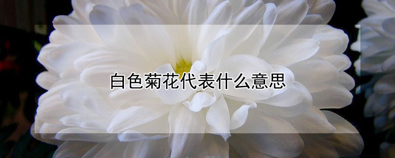 白色菊花代表什麼意思