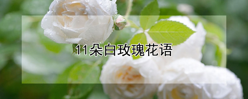 11朵白玫瑰花語