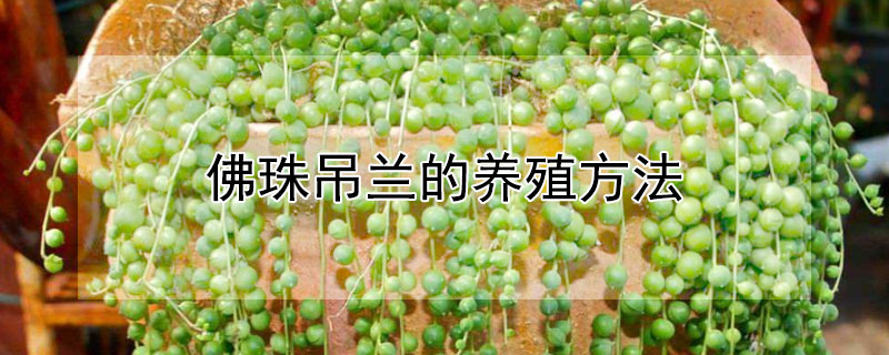 佛珠吊蘭的養殖方法