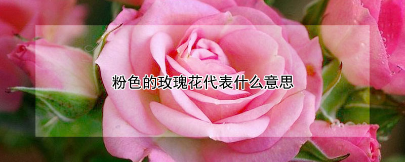 粉色的玫瑰花代表什麼意思