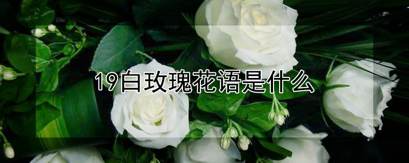 19白玫瑰花語是什麼