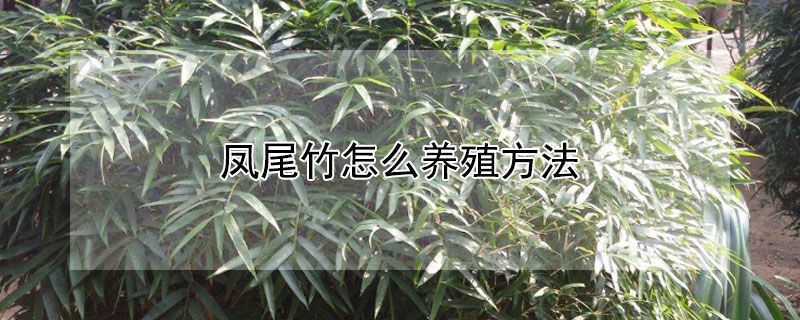 鳳尾竹怎麼養殖方法