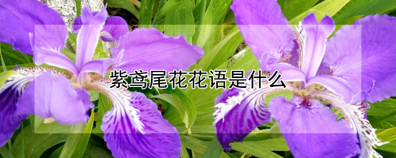 紫鳶尾花花語是什麼