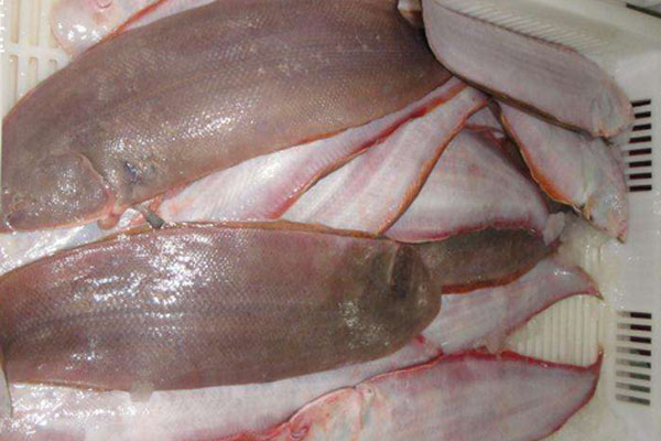 龍利魚是什麼魚