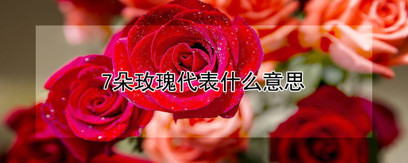 7朵玫瑰代表什麼意思