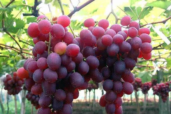 葡萄品種有哪些